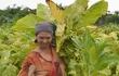 las-mujeres-tambien-trabajan-en-la-recoleccion-de-las-hojas-de-tabaco-en-liberacion--234310000000-1405638.jpg