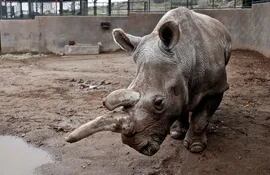 rinoceronte-blanco-55155000000-1401961.jpg