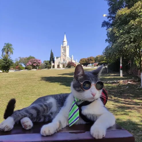El gato Bella, más conocido como "el gato mochilero", posa frente a la iglesia de Areguá. Bella murió envenenado.