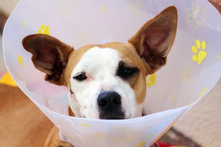 Los principales síntomas de la dermatitis canina pueden ser picor o comezón. Foto: Pixabay