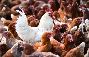 Gran preocupación en sector de la indústria avícola por la presencia de la gripe aviar en la región.