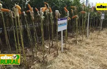 Abc Rural: En DVA hablan de tratamiento de semillas