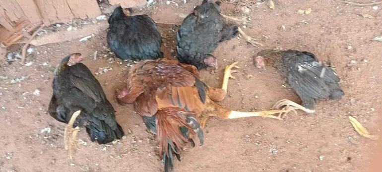 Según los pobladores de Liberación en el transcurso de una semana ya murieron más de 3 mil gallinas.