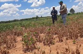 La actividad agrícola mostró una fuerte reducción en sus niveles de producción, principalmente en la soja, como consecuencia de la sequía, dice el informe del BCP.