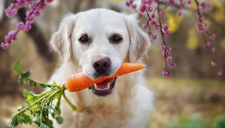Es recomendable que los perros coman zanahorias, una excelente fuente de vitamina A, potasio y fibra.