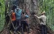 Después de tres años de planificación, cinco expediciones y una caminata de dos semanas a través de la jungla, un equipo de científicos alcanzó el árbol más alto jamás encontrado en la selva amazónica, un espécimen imponente del tamaño de un edificio de 25 pisos.