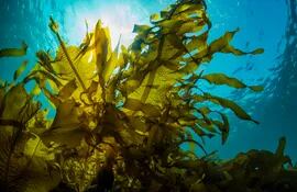 Las algas contribuirían a combatir el cambio climático, según estudio.