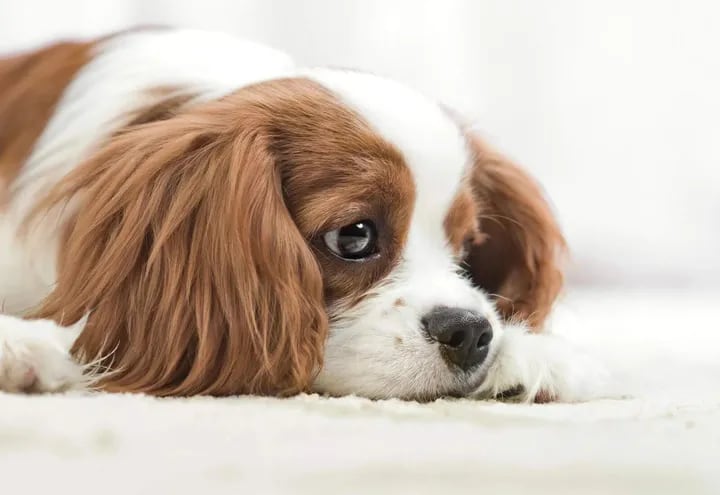 Si el vómito es muy frecuente lo importante es hidratarlos sobre todo cuando son cachorros y si el vómito va acompañado de diarreas podemos estar en presencia de enfermedades gastrointestinales o bacterianas.