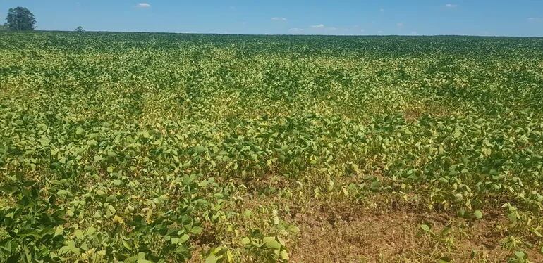 Imagen de archivo de una parcela de soja afectada por la sequía en Paraguay, en 2022. Una situación similar es la que se está produciendo actualmente en Argentina, donde se espera una gran merma general en la presente cosecha.