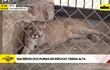 Video: Nacieron dos pumas en refugio Tierra Alta