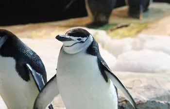 Los pingüinos barbijo nunca dejan de estar de guardia para proteger sus nidos.
