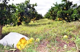 citricultores-tienen-buena-cosecha-en-fincas-de-ayolas-y-san-ignacio-203626000000-1347228.jpg