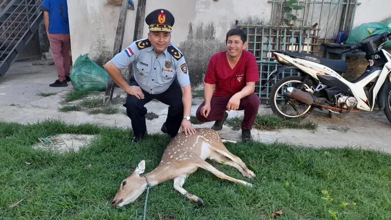 El director de la Policía de Ñeembucú, comisario Nicolás González junto al Veterinario Delfino Portillo, revisan el estado del animal silvestre.