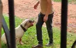 El pitbull ya atacó a varias mascotas del bario Thompson de Ypané.