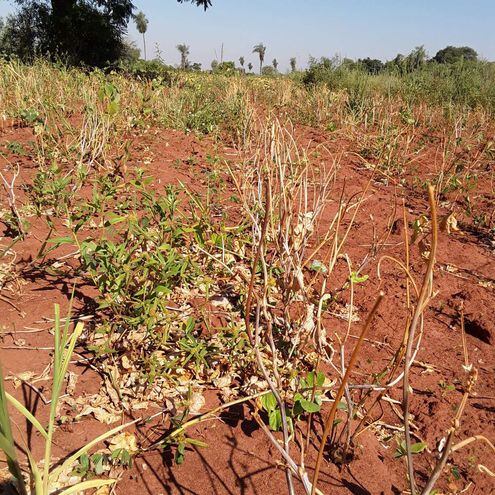 El 80% de los rubros agrícolas se perdió en el departamento de Misiones a causa de la sequía.