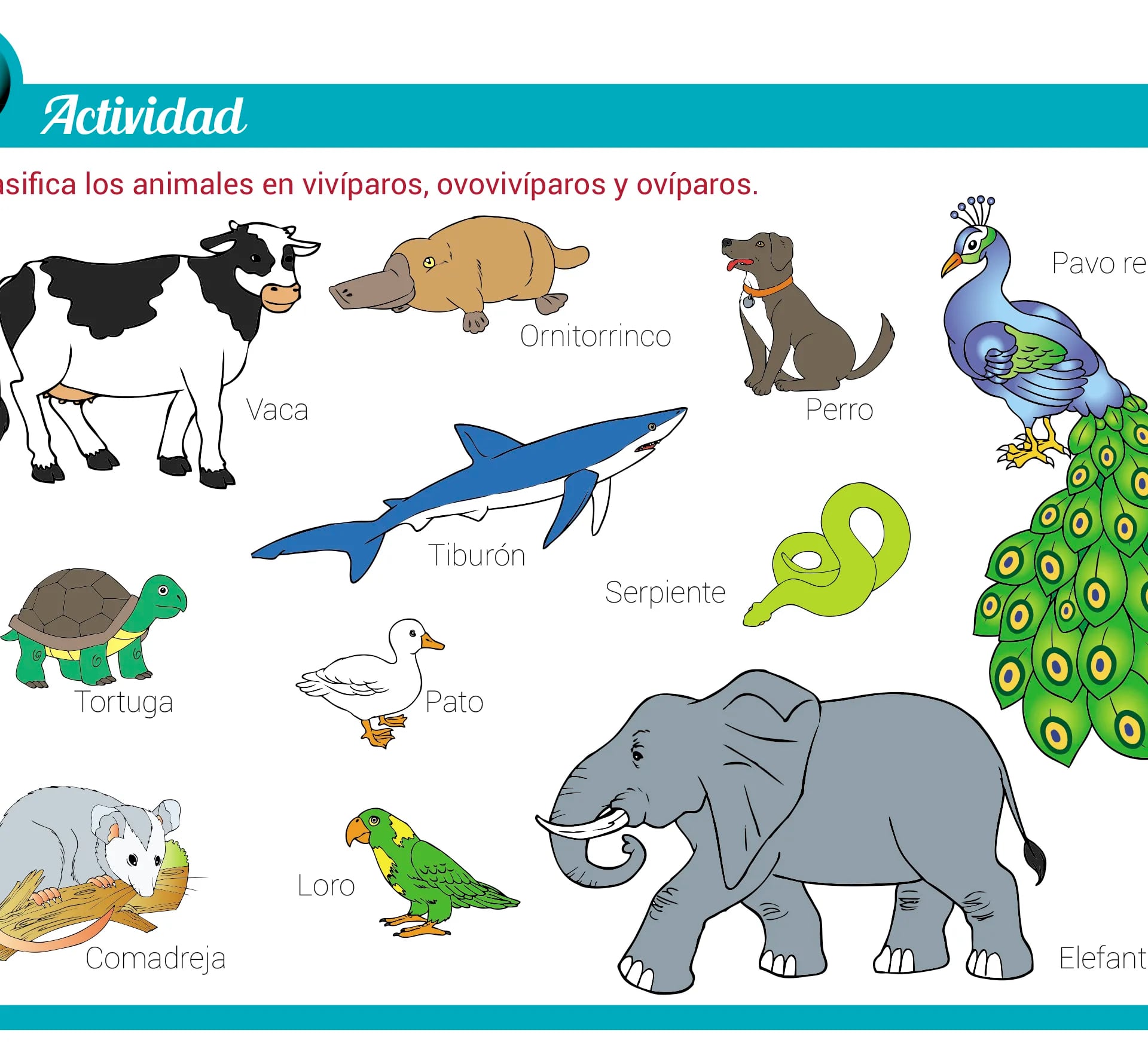 Animales ovíparos, vivíparos y ovovivíparos: qué y cuáles son, qué  diferencias tienen con ejemplos - Escolar - ABC Color