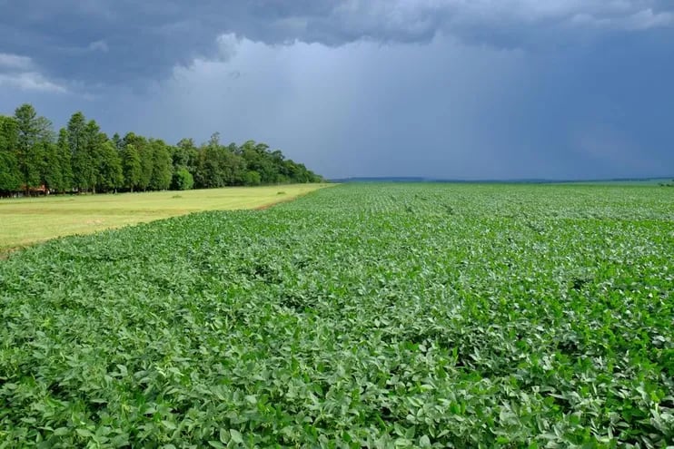 Las esperanzas de buenos niveles de lluvias y de humedad en los suelos, proyectan para los expertos, un buen año para el sector agropecuario.