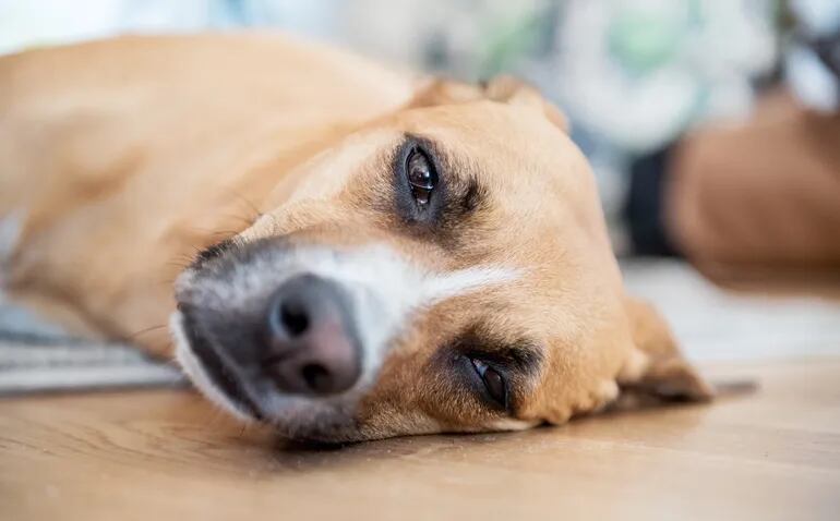 Cuando florece la naturaleza comienza el sufrimiento para los perros alérgicos. Una limpieza frecuente de los ojos con agua limpia les puede aliviar las molestias.