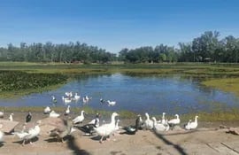 El lago y "los patos de don Humberto" reciben muchas visitas desde ayer, informaron desde el Parque Ñu Guasu-Humberto Rubin
