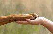 Un perro apoya la pata en la mano de un humano.