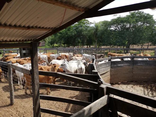 En procedimiento fiscal -policial recuperan 85 animales vacunos en Pirayú