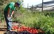 el-ing-agronomo-waldir-villalba-muestra-parte-de-su-produccion-de-tomates-que-se-esta-perdiendo-en-la-propia-finca-ante-el-bajo-precio-y-la-falta-de-200553000000-1510492.jpg