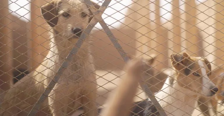 El corto documental “Sin pedigrí” recoge imágenes de un refugio que alberga a 750 perros.