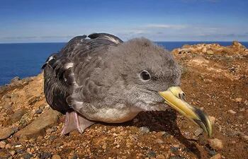 La pardela cenicienta amenazada por la cantidad de plásticos en el oceano.