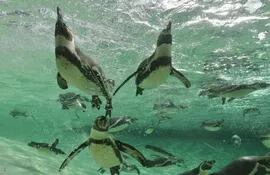 pinguinos-105649000000-1046033.jpg