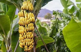 Un banano puede generar hasta 400 frutos.