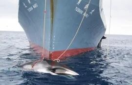 corte-de-la-haya-ordeno-a-japon-suspension-caza-de-ballenas-80353000000-1065865.jpg