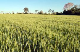 Hay zonas en donde el trigo ya está totalmente espigado; sin embargo, la falta de lluvias ya representa una preocupación.