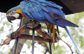 el-papagayo-azul-y-su-plumaje-cautivador-203039000000-1424871.jpg