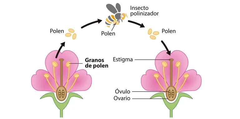 Procesos de reproducción de las plantas.
