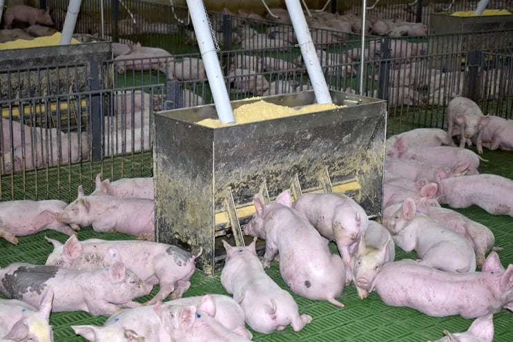 Debemos considerar que la alimentación de los cerdos representa el 80% de los costos totales de producción.