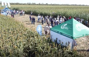 Más de 100 personas participaron de la jornada de campo sobre el cultivo de sorgo, realizada en el campo El Cambisol, Chaco.