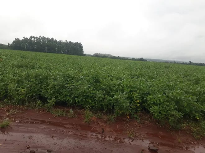Cultivos de soja en el distrito de Edelira, son beneficiadas con las lluvias suaves y prolongadas.