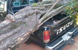 El árbol cayó sobre la carrocería de la camioneta, en el predio del IPS.