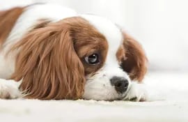 Si el vómito es muy frecuente lo importante es hidratarlos sobre todo cuando son cachorros y si el vómito va acompañado de diarreas podemos estar en presencia de enfermedades gastrointestinales o bacterianas.