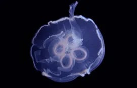 Fotografía divulgada por la Universidad del Sur de Florida (USF) donde se muestra una medusa, objeto de un descubrimiento que indica que suelen producir al moverse dos anillos de vórtice, que son cuerpos de fluido en forma de rosquilla debajo de sus cuerpos translúcidos, que giran en direcciones opuestas.