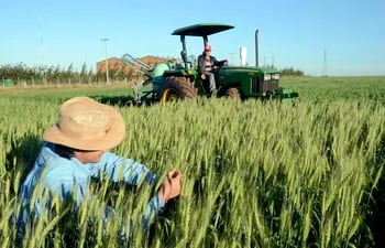 El productor debe buscar semillas de trigo certificadas y que le de buenos rendimientos.