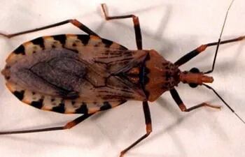 El mal de Chagas puede dañar el corazón, el intestino y la parte neurológica