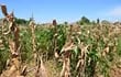 Cultivo de maíz con el sistema de siembra directa utilizando abono verde de verano en la agricultura familiar.