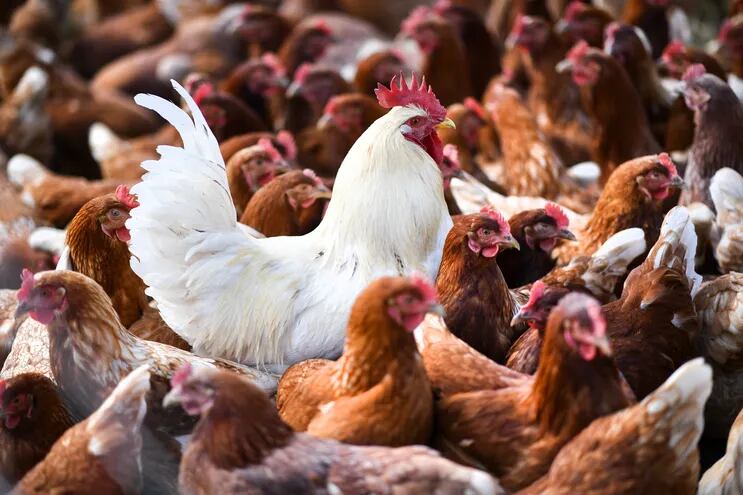 Senacsa confirmó los dos primeros casos de gripe aviar en el Chaco Paraguayo.