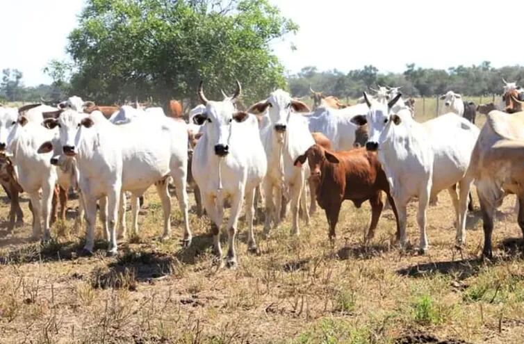 La ganadería es el motor principal del desarrollo de Agua Dulce de Santa María, ubicada en el límite con Bolivia.