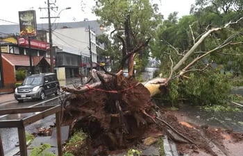 Importantes y añejos árboles se perdieron tras el temporal en calles, veredas y paseos centrales de la Capital.