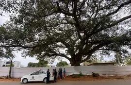 El árbol tienen casi 400 años de antigüedad, y fue denunciado la poda de sus ramas.