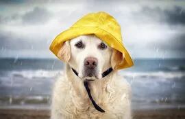 Con la llegada de la lluvia y con ella la húmedad, las mascotas necesitan ciertos cuidados, y así evitar que se enfríen o se enfermen.