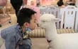 Un niño con barbijo jueva con una alpaca en un café temático en Shenyang, China.