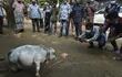 Rani, la vaca más pequeña del mundo, en una foto de julio de este año.
